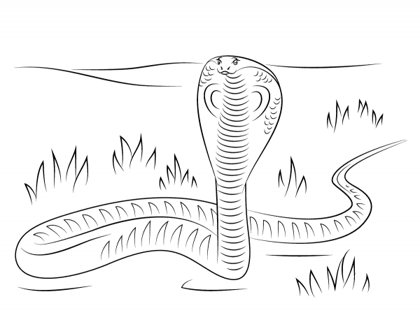 Cobra coloring page image