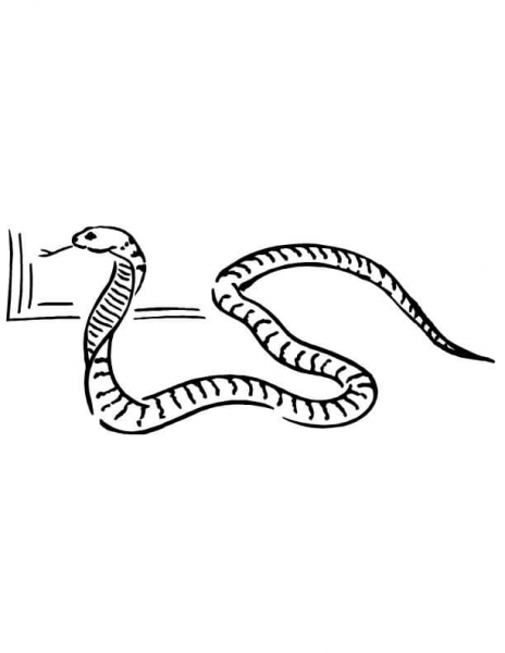 Cobra snake coloring page image