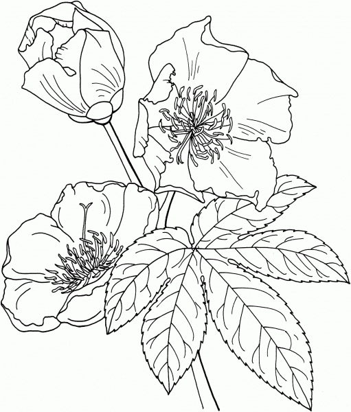 Cochlospermum Vitifolium or Buttercup Tree coloring page image