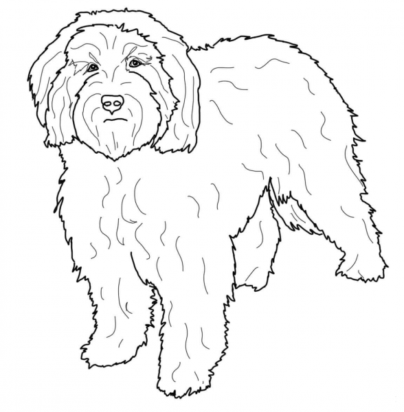 Cockapoo coloring page image