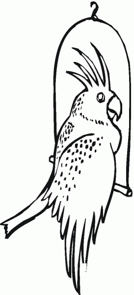 Cockatoo Bird coloring page image
