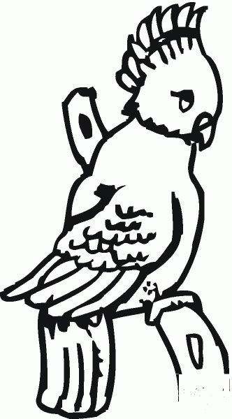 Cockatoo coloring page image