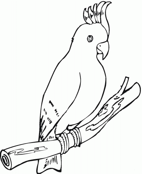 Cockatoo Parrot coloring page image