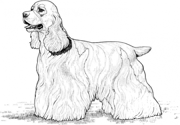 Cocker Spaniel  coloring page image