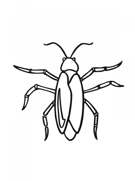 Cockroach coloring page image