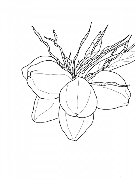Coconuts on Palm coloring page image