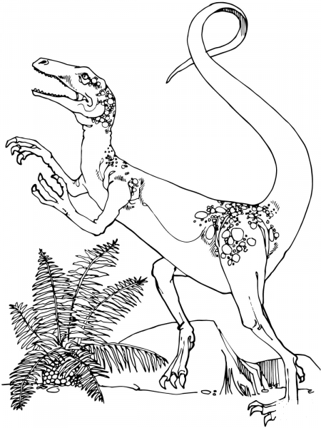 Coelurus Ornitholestes coloring page image