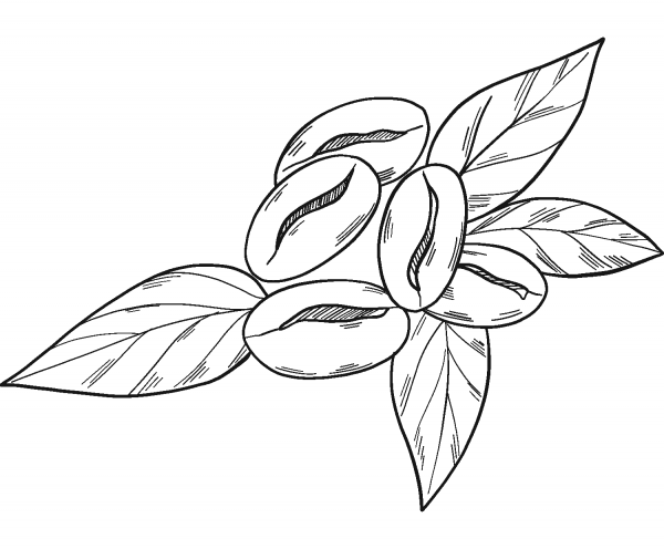 Coffee Plant coloring page image