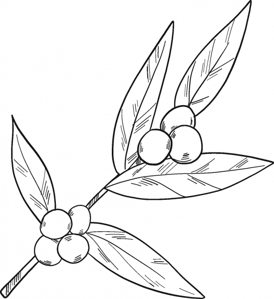Coffee Plant coloring page image