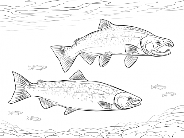 Coho Salmon coloring page image
