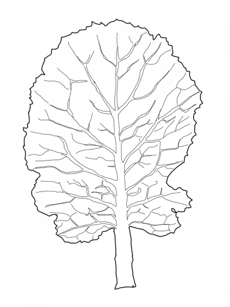 Collard Greens Leaf coloring page image