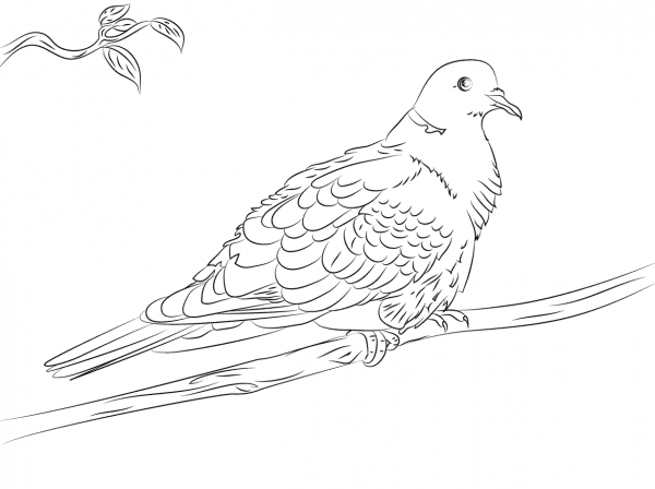 Collared Dove  coloring page image