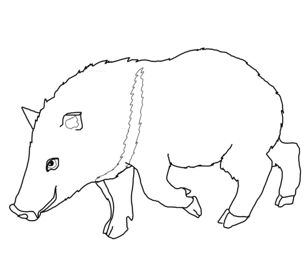 Collared Peccary coloring page image