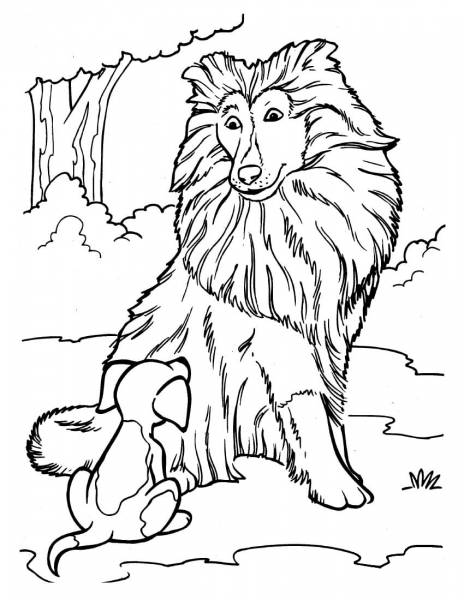 Collie and a Puppy coloring page image