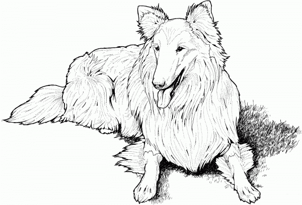 Collie coloring page image