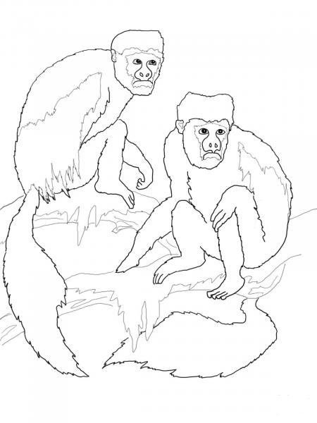 Colobus Monkeys coloring page image