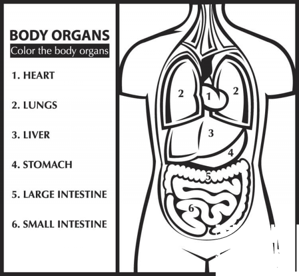Color the Body Organs (Learn English) coloring page image