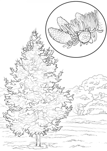Colorado Blue Spruce coloring page image
