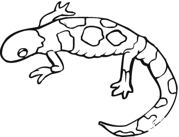 Colorful Gecko coloring page image