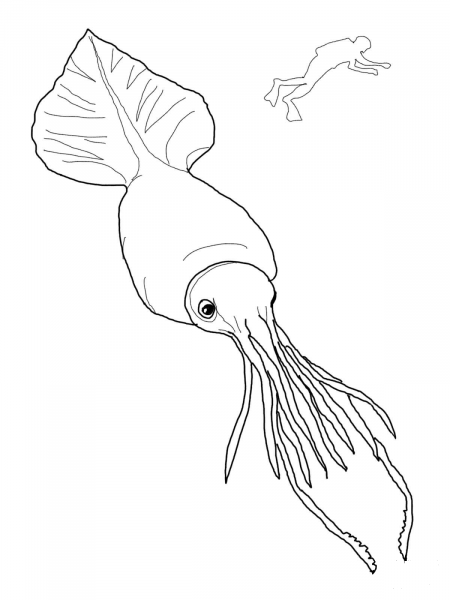Colossal Squid and Scuba coloring page image