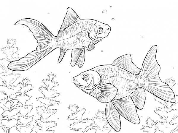 Comet Goldfishes  coloring page image
