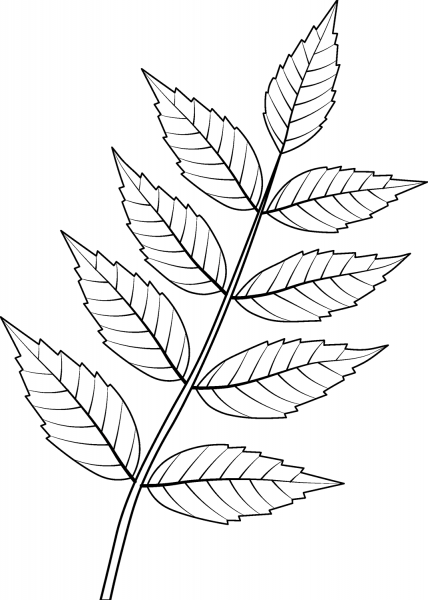 Common Ash Leaf coloring page image