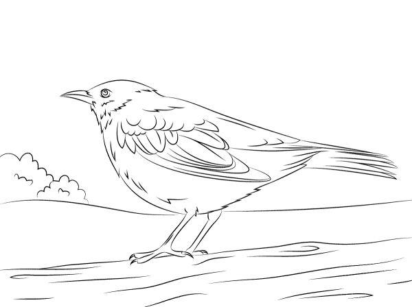 Common Blackbird coloring page image