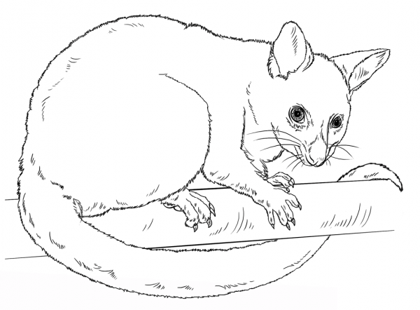 Common Brushtail Possum coloring page image