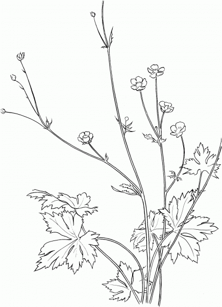 Common Buttercup Flower coloring page image