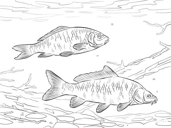 Common Carps coloring page image