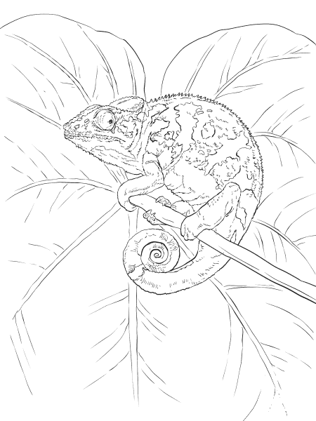 Common Chameleon coloring page image