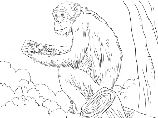 Common Chimpanzee coloring page image