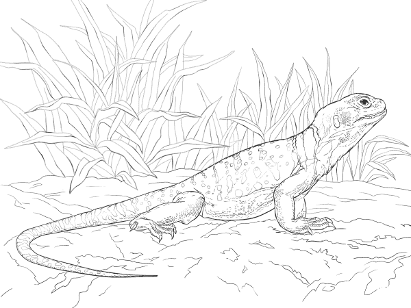 Common Collared Lizard coloring page image