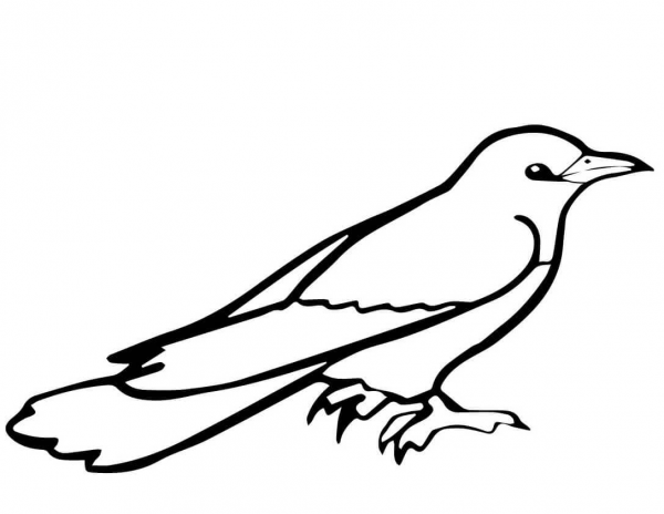 Common Cuckoo Bird coloring page image