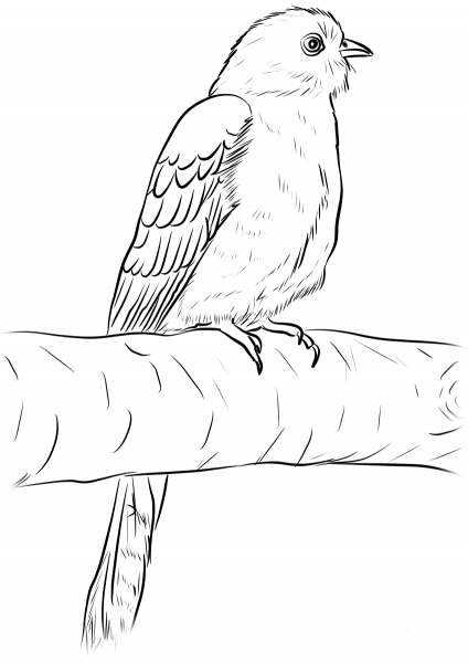 Common Cuckoo coloring page image