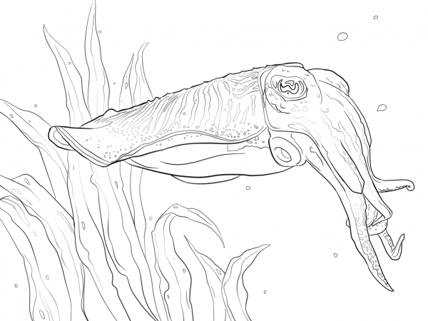 Common Cuttlefish coloring page image