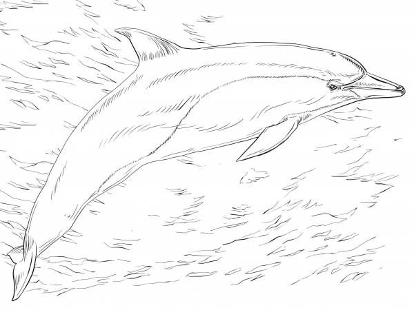 Common Dolphin coloring page image
