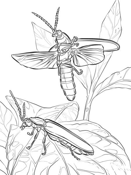 Common Eastern Fireflies coloring page image