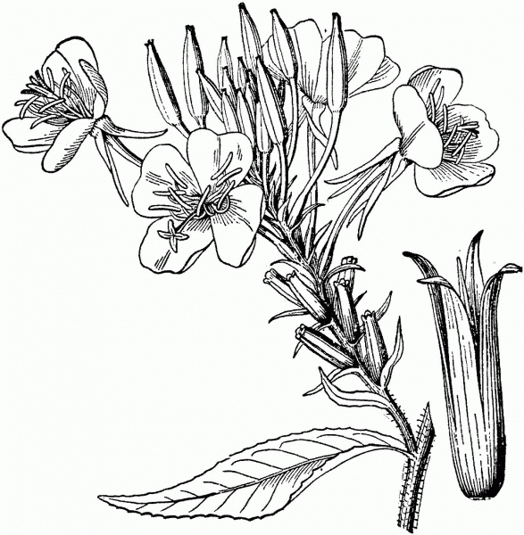 Common Evening Primrose or Evening Star coloring page image