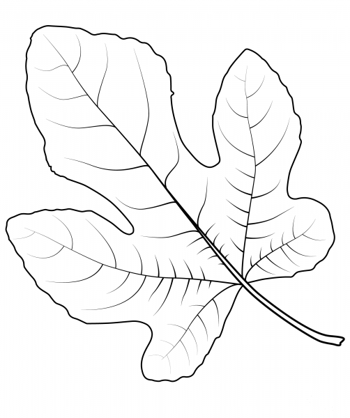 Common Fig Leaf coloring page image