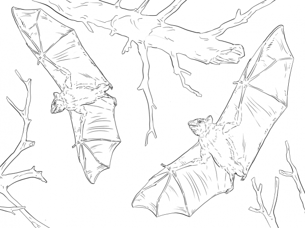 Common Fruit Bats coloring page image
