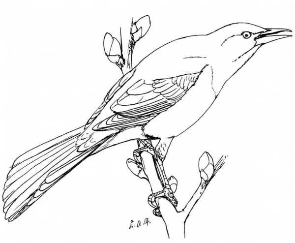 Common Grackle coloring page image