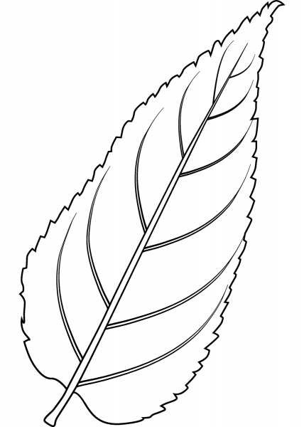 Common Hackberry Leaf coloring page image