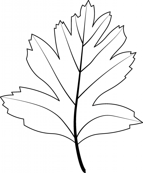 Common Hawthorn Leaf coloring page image
