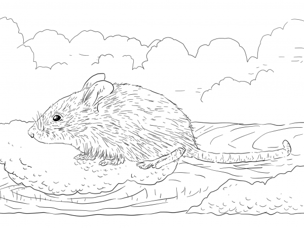 Common House Mouse coloring page image