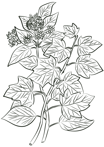 Common Ivy (Hedera Helix) coloring page image