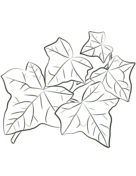 Common Ivy Leaves coloring page image