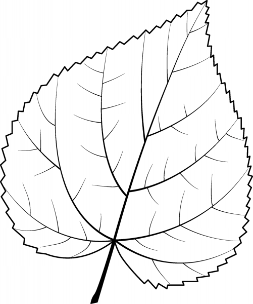 Common Lime Leaf coloring page image