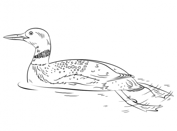 Common Loon coloring page image