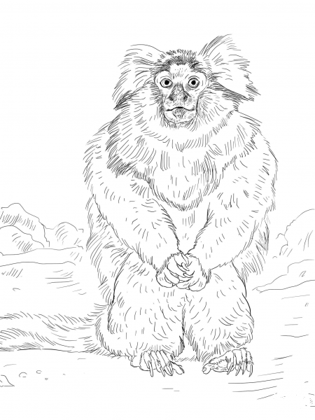 Common Marmoset coloring page image